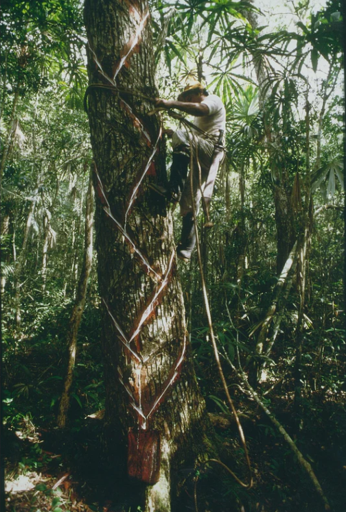 Chew on This: The Ingredients Behind Our Natural Chewing Gum😎