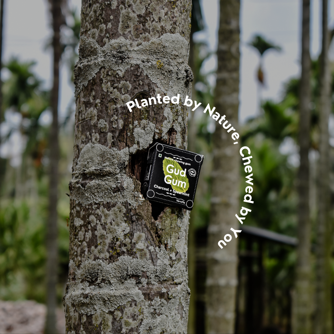 Charcoal Mint Chewing Gum (Pack of 4)